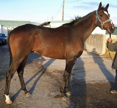 "Amori" is a four year old Thoroughbred Horse For Sale.