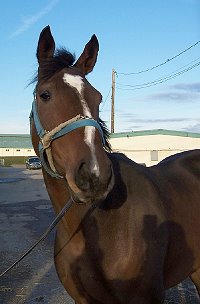 Thoroughbred Horse For Sale