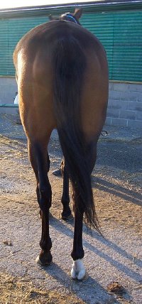 Thoroughbred Horse For Sale