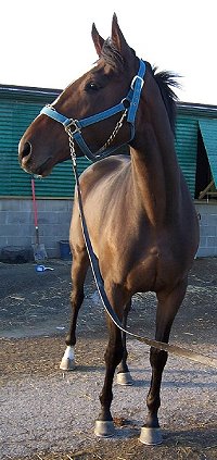 Thoroughbred Horse For Sale