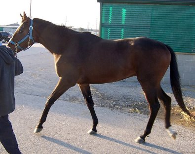 Thoroughbred Horse For Sale