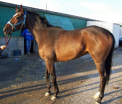 Thoroughbred Horse For Sale