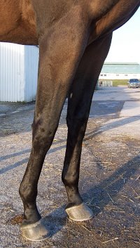Thoroughbred Horse For Sale