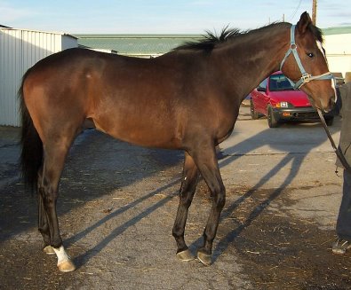 Thoroughbred Horse For Sale