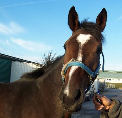 Thoroughbred Horse For Sale