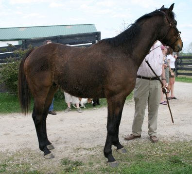 Lord Charles is a 15.3+ hand, 2001 dark bay Thoroughbred gelding for sale.