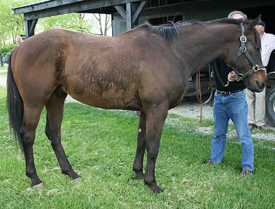 Mister Tom is a 16.1+ hand, 2004 dark bay gelding for sale.