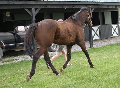 Mister Tom has wonderful movement for dressage and he could also be an eventor.