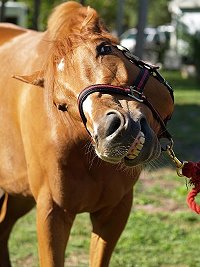 Thoroughbred Horse For Sale in Florida