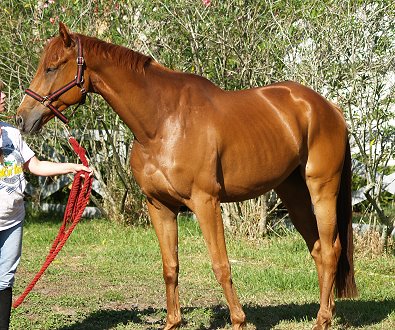"Handsome" has been off-the-tack in training to be a hunter/jumper.