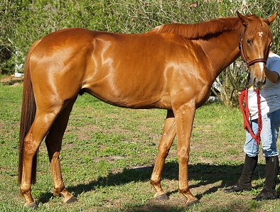 Chestnut Thoroughbred Horse For Sale