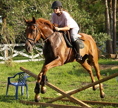 OTTB Horse For Sale - jumping 3'6"