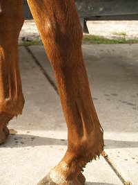 Ex-race Horse For Sale