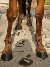 Thoroughbred Horse For Sale