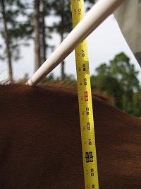 Thoroughbred Horse For Sale
