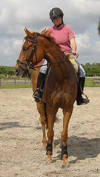 Thoroughbred Horse For Sale
