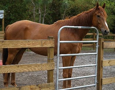 Thoroughbred Horse For Sale