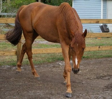 Thoroughbred Horse For Sale