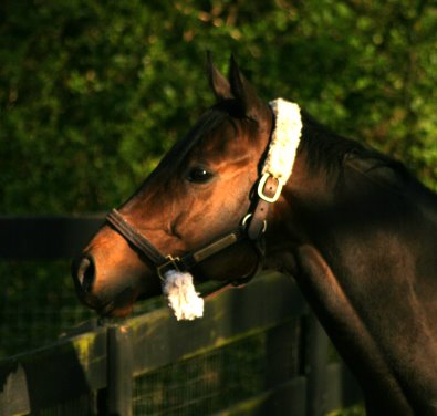 "Play" is a Thoroughbred Horse for sale.