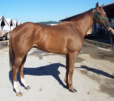 Thoroughbred horse for sale - "Ray Rules". Five year old chestnut gelding.