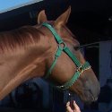\\\\\\\\\\\\\\\"Ray Rules\\\\\\\\\\\\\\\" is a Prospect Horse For Sale