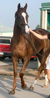 Thorougbhbred Horse For Sale.