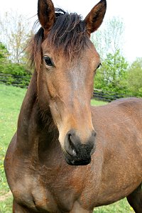 Seti is a new Prospect Horse For Sale. April 29, 2008