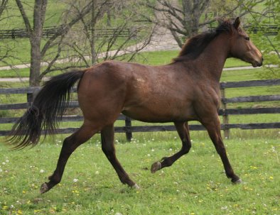 Seti is an unraced two year old filly for sale.