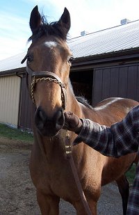 Thoroughbred Horse For Sale