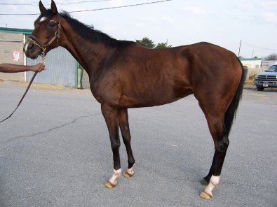 Thoroughbred Horse For Sale