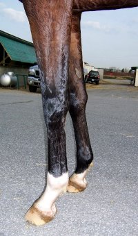 Thoroughbred Horse For Sale