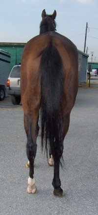 Thoroughbred Horse For Sale