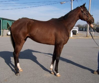 Thoroughbred Horse For Sale - "Sunny G " is four years is a 4 yr old, 16'3 hh , bay gelding.