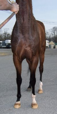 Thoroughbred Horse For Sale