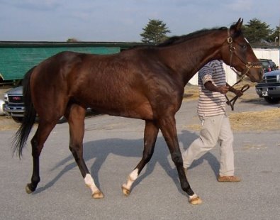 Thoroughbred Horse For Sale