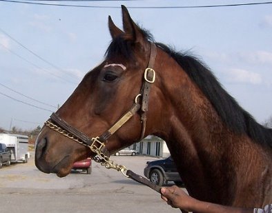 Thoroughbred Horse For Sale