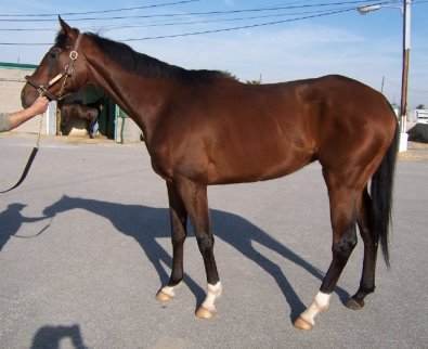 Thoroughbred Horse For Sale