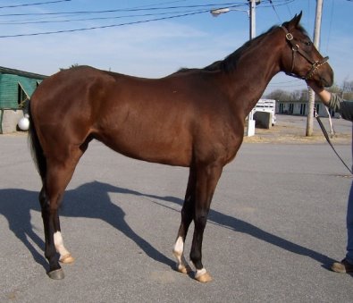 Thoroughbred Horse For Sale