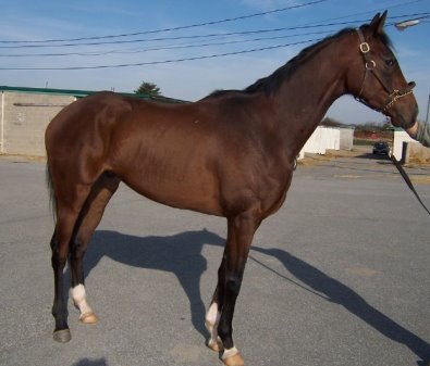 Thoroughbred Horse For Sale