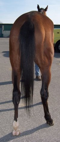 Thoroughbred Horse For Sale
