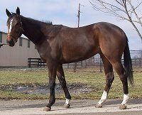 Thoroughbred Horse For Sale