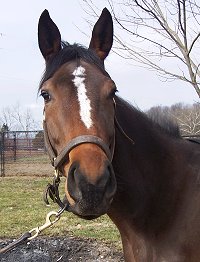 Thoroughbred Horse For Sale