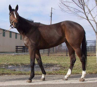 Thoroughbred Horse For Sale