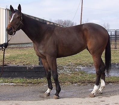 To The Bank is a 2004 Thoroughbred Horse For Sale.