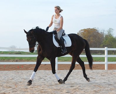 OTTB - Vilas County is in training as an event horse. April 3, 2008