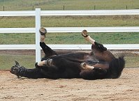 Next comes a good roll in the sand. 