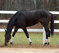 OTTB Vilas County starts his new life as a Thoroughbred sport horse.