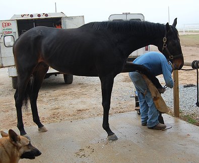 Vilas County gets his new sport horse shoes.