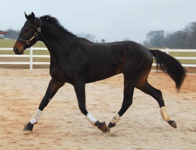 OTTB - Vilas County was a Prospect Horse For Sale in January 2008.