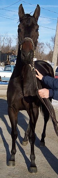 Thoroughbred Horse For Sale